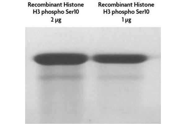 Histone 3 Protein (H3) (pSer10)