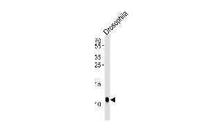 Western blot analysis of lysate from Drosophila tissue lysate, using SUMO Antibody (V52)(Drsophila) B. (Drosophila SUMO (AA 37-66) Antikörper)