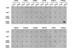 Dot-blot analysis of all sorts of methylation peptides using Symmetric DiMethyl-Histone H3-R26 antibody (ABIN3017473, ABIN3017474, ABIN3017475 and ABIN6220103). (Histone 3 Antikörper  (H3R26me2))