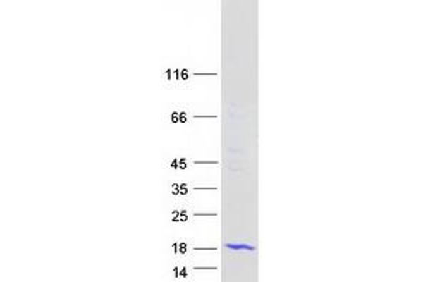 MED31 Protein (Myc-DYKDDDDK Tag)