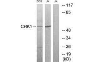 Western blot analysis of extracts from COS7/JurKat cells, using Chk1 (Ab-286) Antibody. (CHEK1 Antikörper  (AA 256-305))