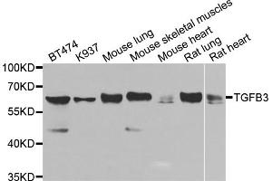 Western blot analysis of extracts of various cell lines, using TGFB3 antibody. (TGFB3 Antikörper)