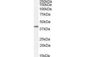 Western Blotting (WB) image for Nanog Homeobox (NANOG) (C-Term) peptide (ABIN368886) (Nanog Homeobox (NANOG) (C-Term) Peptid)