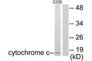 Western Blotting (WB) image for anti-Cytochrome C, Somatic (CYCS) (AA 10-59) antibody (ABIN2889183) (Cytochrome C Antikörper  (AA 10-59))