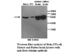 Image no. 1 for anti-Tubulin, beta (TUBB) antibody (ABIN790969) (TUBB Antikörper)