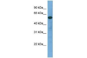 ARHGAP15 antibody used at 0. (ARHGAP15 Antikörper  (Middle Region))