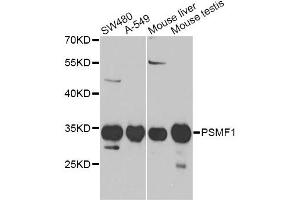 Western blot analysis of extracts of various cell lines, using PSMF1 Antibody (ABIN5973235) at 1/1000 dilution. (PSMF1 Antikörper)