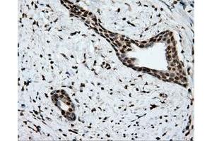 Image no. 1 for anti-Amyloid beta (A4) Precursor Protein (APP) antibody (ABIN1496877) (APP Antikörper)