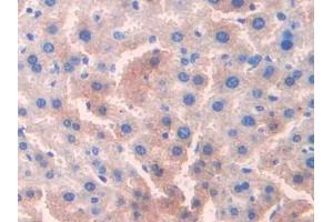 IHC-P analysis of Mouse Liver Tissue, with DAB staining. (OTC Antikörper  (AA 107-350))