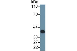 Detection of CLU in Porcine Serum using Monoclonal Antibody to Clusterin (CLU) (Clusterin Antikörper  (AA 229-446))