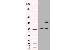 Image no. 1 for anti-CD4 (CD4) antibody (ABIN1497293) (CD4 Antikörper)