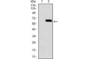 Western blot analysis using CALB2 mAb against HEK293 (1) and CALB2 (AA: 1-271)-hIgGFc transfected HEK293 (2) cell lysate. (Calretinin Antikörper  (AA 1-271))