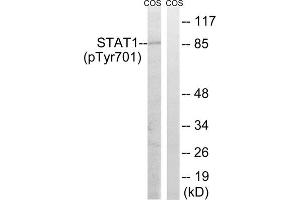 Western blot analysis of extracts from COS7 cells, using STAT1 (phospho-Tyr701) antibody. (STAT1 Antikörper  (pTyr701))