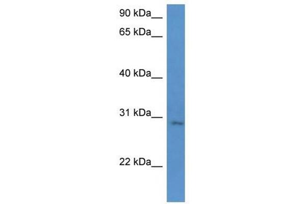 UTP23 Antikörper  (C-Term)