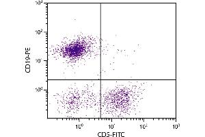 BALB/c mouse splenocytes were stained with Rat Anti-Mouse CD5-FITC. (CD5 Antikörper  (FITC))