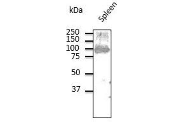 CD19 Antikörper  (C-Term)