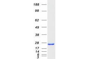 Validation with Western Blot (PSME2 Protein (Myc-DYKDDDDK Tag))