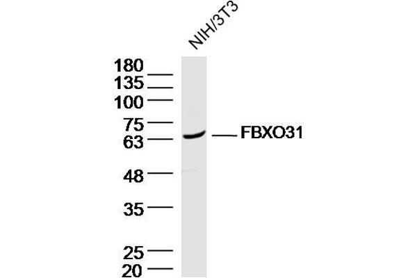 FBXO31 Antikörper  (AA 151-250)