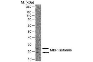 Western Blotting (WB) image for anti-Myelin Basic Protein (MBP) (AA 82-87) antibody (ABIN2475514) (MBP Antikörper  (AA 82-87))