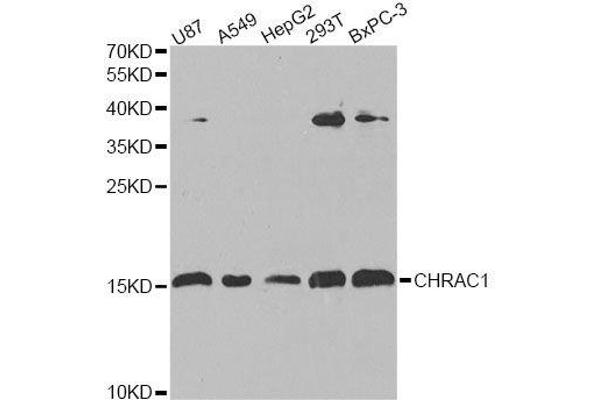 CHRAC1 Antikörper  (AA 1-131)