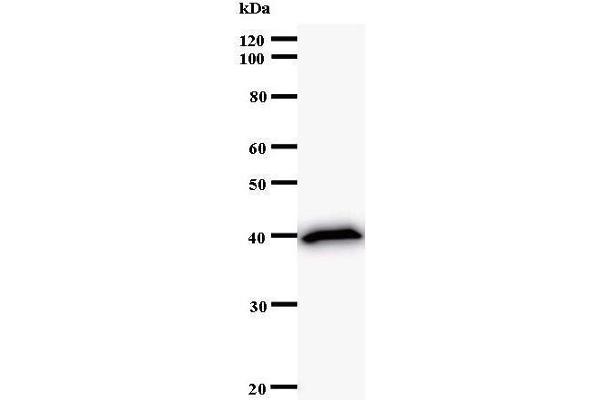 CENPC1 Antikörper