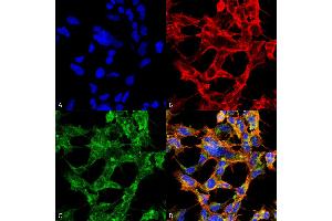 Immunocytochemistry/Immunofluorescence analysis using Mouse Anti-O-GlcNAc Monoclonal Antibody, Clone 9H6 . (O-GlcNAc Antikörper (Atto 390))