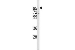 Western blot analysis of CD71 antibody and HeLa lysate. (Transferrin Receptor Antikörper  (AA 649-677))