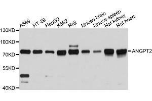 Western blot analysis of extracts of various cell lines, using ANGPT2 antibody (ABIN1870971) at 1:3000 dilution. (Angiopoietin 2 Antikörper)