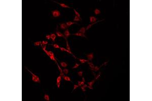 ABIN6275225 staining 293 by IF/ICC. (MLZE Antikörper  (Internal Region))