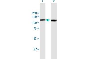 Western Blot analysis of NCL expression in transfected 293T cell line by NCL MaxPab polyclonal antibody. (Nucleolin Antikörper  (AA 1-710))