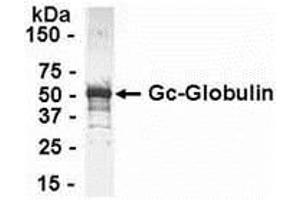 Western Blotting (WB) image for anti-Gc (AA 1-474) antibody (ABIN2467931) (Gc (AA 1-474) Antikörper)