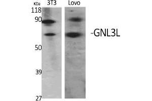 Western Blot analysis of various cells using GNL3L Polyclonal Antibody diluted at 1:2000. (GNL3L Antikörper  (AA 40-120))