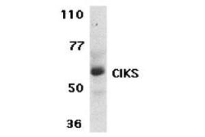 Western Blotting (WB) image for anti-TRAF3 Interacting Protein 2 (TRAF3IP2) (C-Term) antibody (ABIN1030336) (TRAF3IP2 Antikörper  (C-Term))