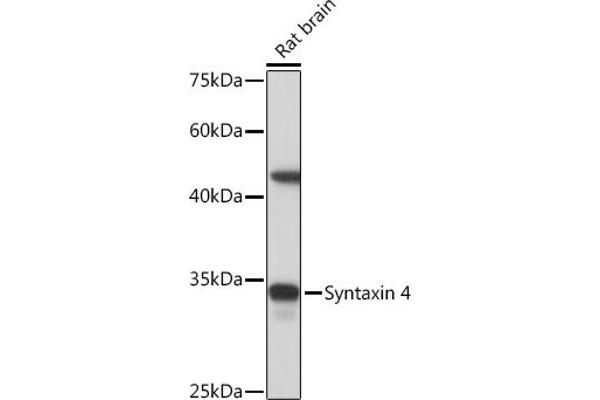 Syntaxin 4 Antikörper