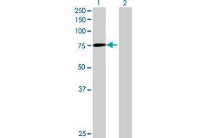 Western Blot analysis of DDX3X expression in transfected 293T cell line by DDX3X MaxPab polyclonal antibody. (DDX3X Antikörper  (AA 1-662))