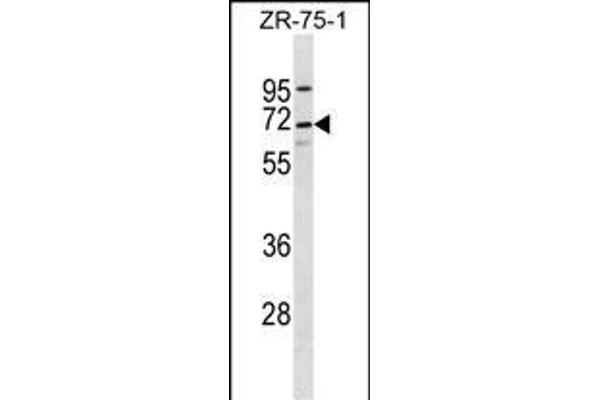 C10orf2 Antikörper  (C-Term)