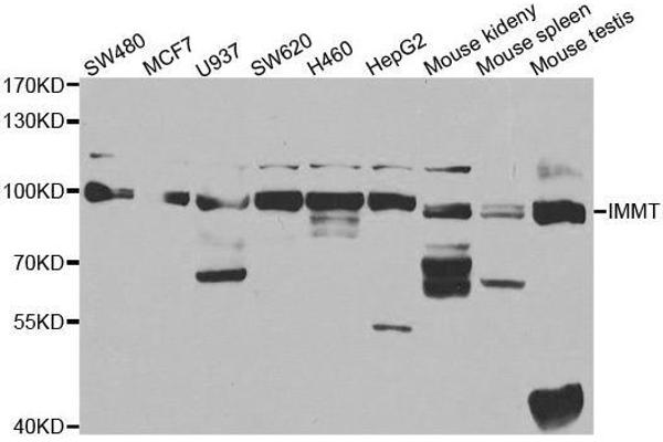 IMMT Antikörper  (AA 120-270)
