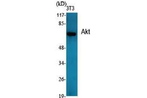 Western Blot (WB) analysis of specific cells using Akt Polyclonal Antibody. (AKT1 Antikörper  (Internal Region))