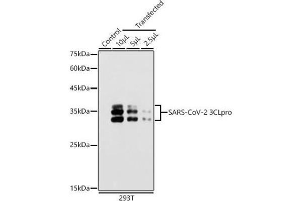 SARS-Coronavirus Nonstructural Protein 8 (SARS-CoV NSP8) Antikörper