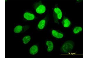 Immunofluorescence (IF) image for anti-Eukaryotic Translation Initiation Factor 2-alpha Kinase 2 (EIF2AK2) (AA 1-100) antibody (ABIN519273)