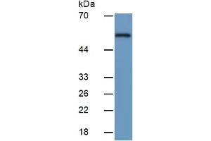 Western Blotting (WB) image for Apolipoprotein H (Beta-2-Glycoprotein I) (APOH) ELISA Kit (ABIN6730893)