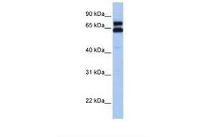 Image no. 1 for anti-Heat Shock 60kDa Protein 1 (Chaperonin) (HSPD1) (C-Term) antibody (ABIN6739087) (HSPD1 Antikörper  (C-Term))