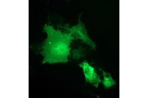 Anti-SH2B3 mouse monoclonal antibody (ABIN2454696) immunofluorescent staining of COS7 cells transiently transfected by pCMV6-ENTRY SH2B3 (RC218359). (SH2B3 Antikörper)