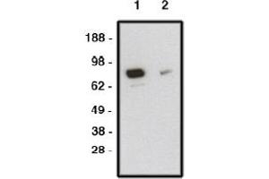 Image no. 1 for anti-Smoothened Homolog (Drosophila) (SMO) antibody (ABIN265245) (SMO Antikörper)