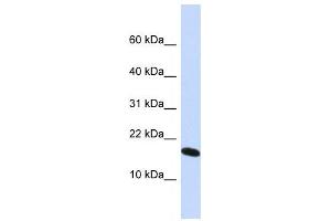 Western Blotting (WB) image for anti-H2A Histone Family, Member X (H2AFX) antibody (ABIN2460032) (H2AFX Antikörper)