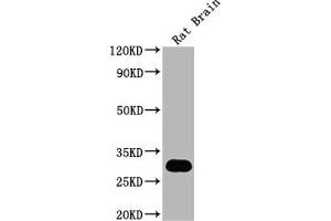 Western Blot Positive WB detected in: Rat Brain tissue All lanes: Hmgb1 antibody at 1:2000 Secondary Goat polyclonal to rabbit IgG at 1/50000 dilution Predicted band size: 25 kDa Observed band size: 30 kDa (HMGB1 Antikörper  (AA 2-18))