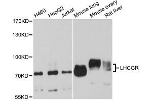 Western blot analysis of extracts of various cell lines, using LHCGR antibody (ABIN1980282) at 1:1000 dilution. (LHCGR Antikörper)