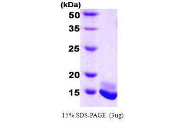 Calmodulin 2 Protein (AA 1-149)