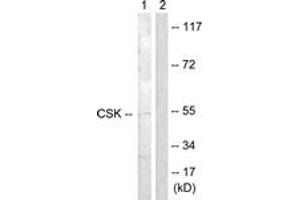 Western Blotting (WB) image for anti-C-Src tyrosine Kinase (CSK) (AA 330-379) antibody (ABIN2888621) (CSK Antikörper  (AA 330-379))