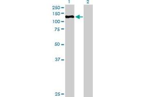 Western Blot analysis of ZHX3 expression in transfected 293T cell line by ZHX3 MaxPab polyclonal antibody. (ZHX3 Antikörper  (AA 1-969))